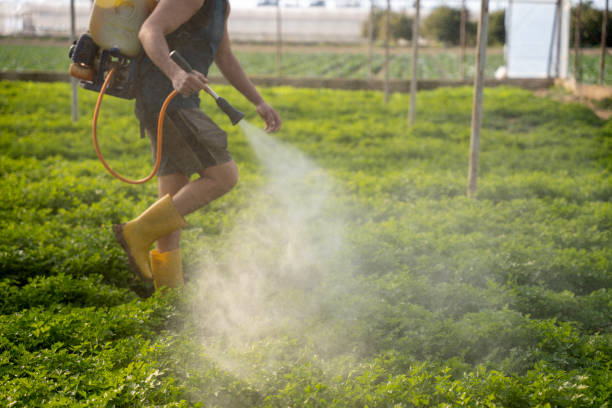 Best Best Pest Control Near Me  in Mangonia Park, FL