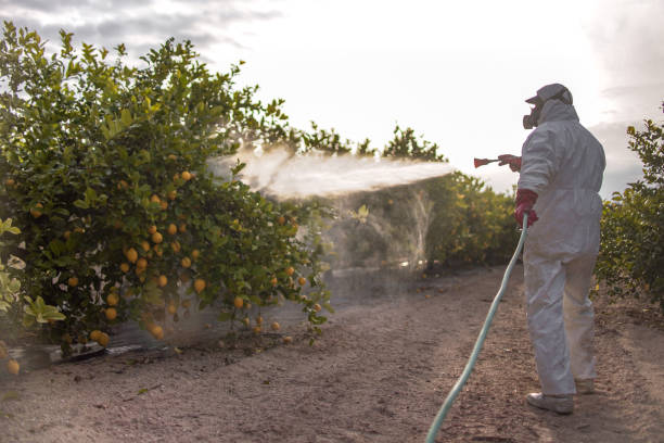 Best Pest Inspection Near Me  in Mangonia Park, FL