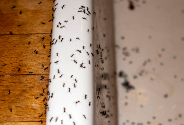 Best Local Pest Control Services  in Mangonia Park, FL